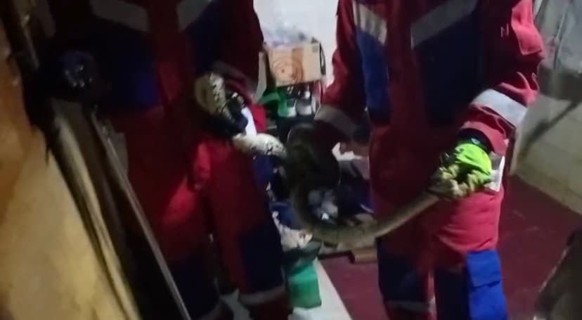 Petugas Gulkarmat Evakuasi Ular Sanca Sepanjang 2 Meter.jpg