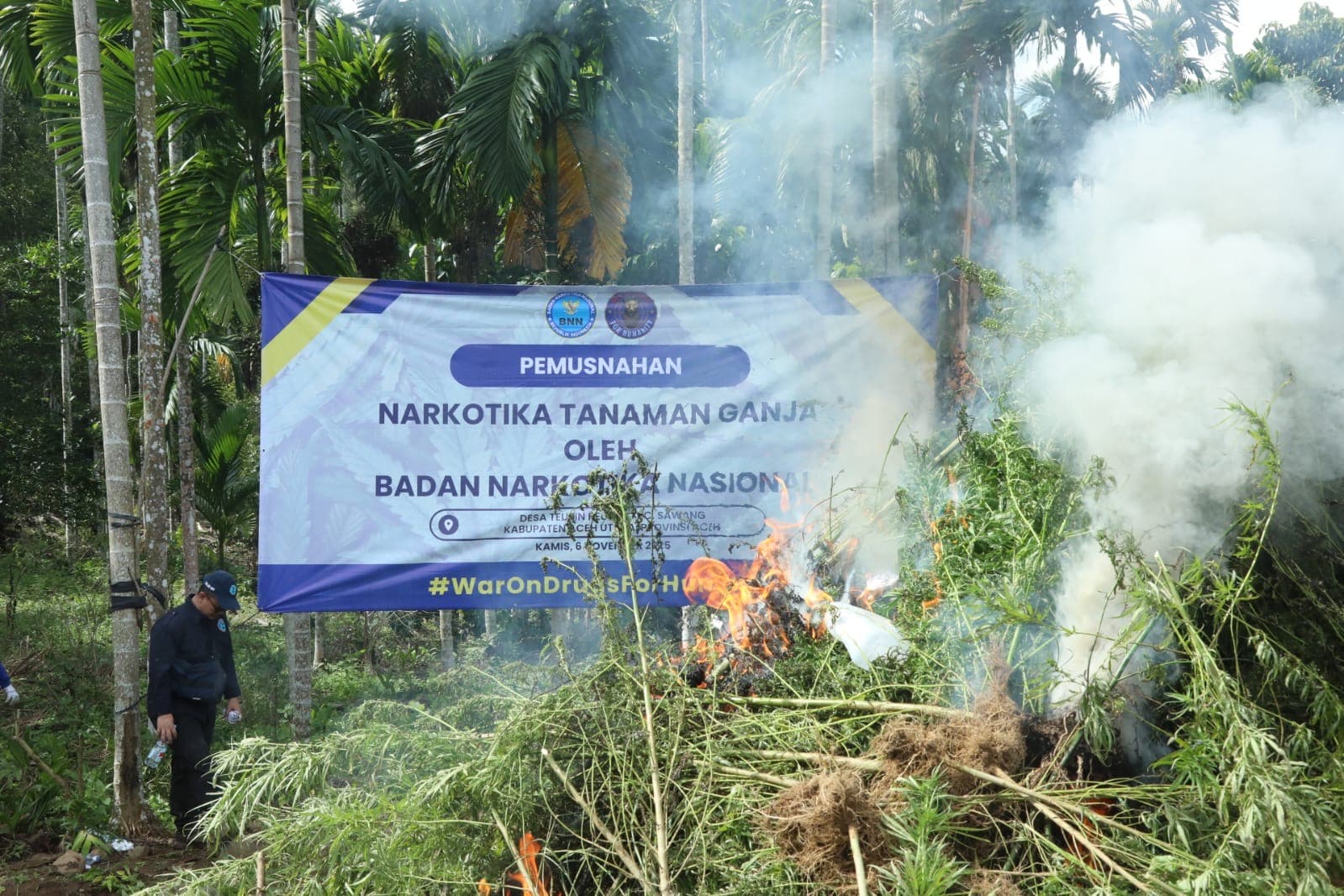 BNN Musnahkan 69 Ton Ganja di Aceh Utara, Enam Ladang Ditemukan di Lereng Sawang.jpg